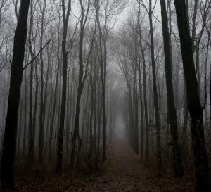 Photo by GaborfromHungary at morqueFile.