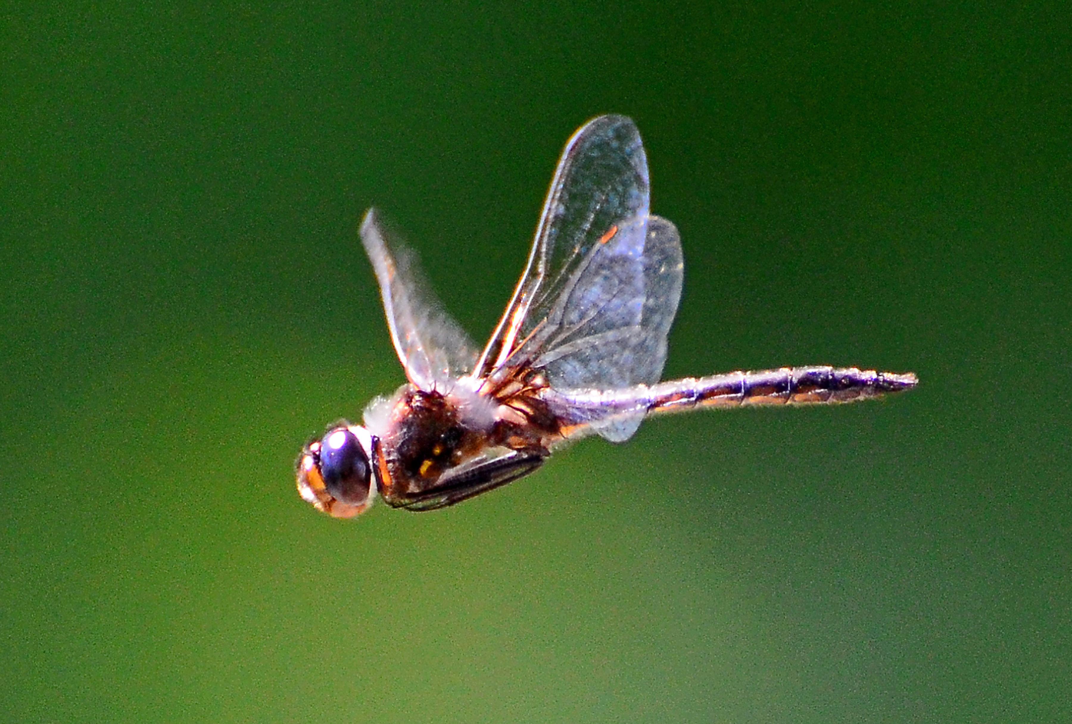 Dragonfly in Flight