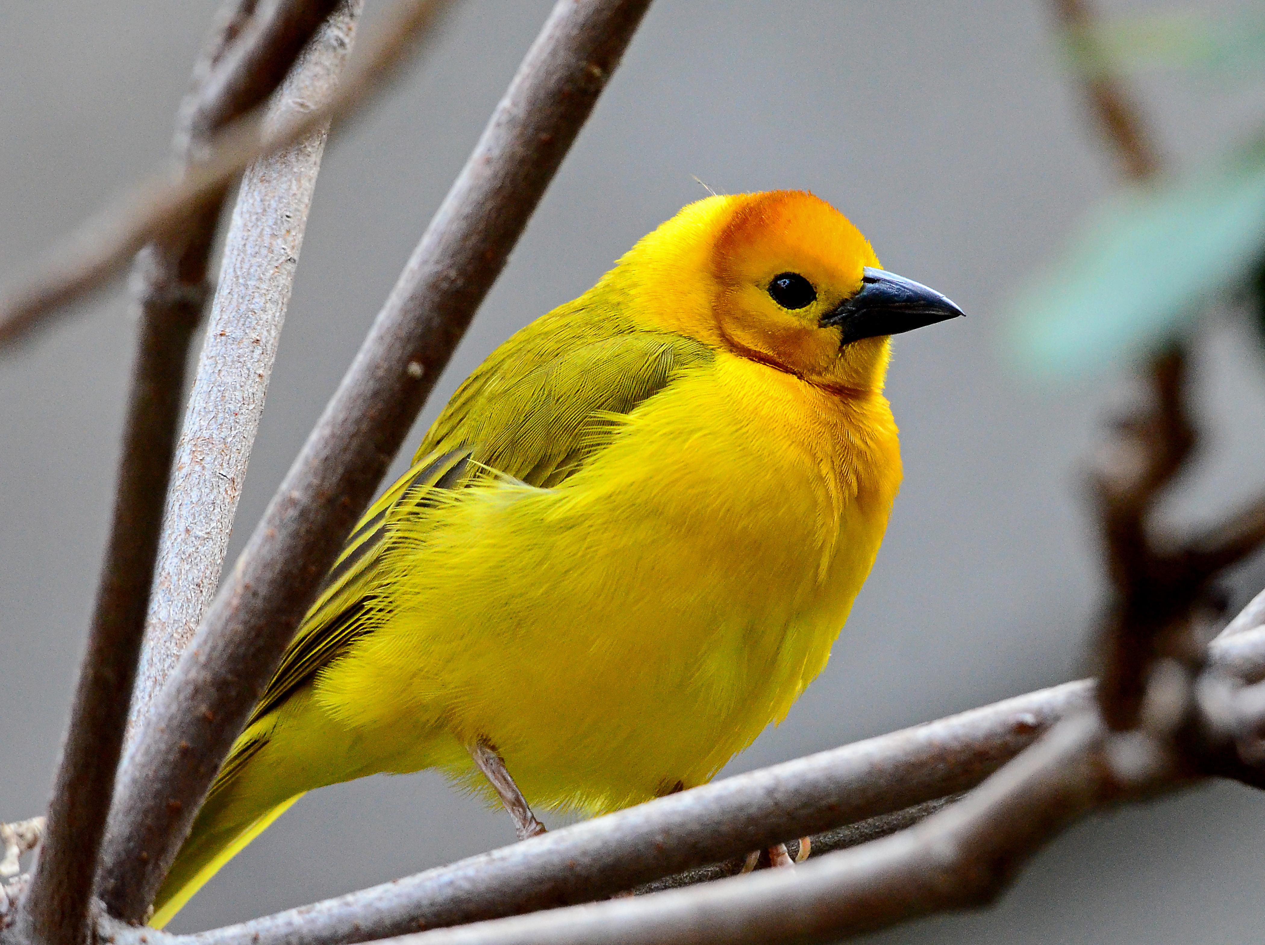 Golden Weaver (1)
