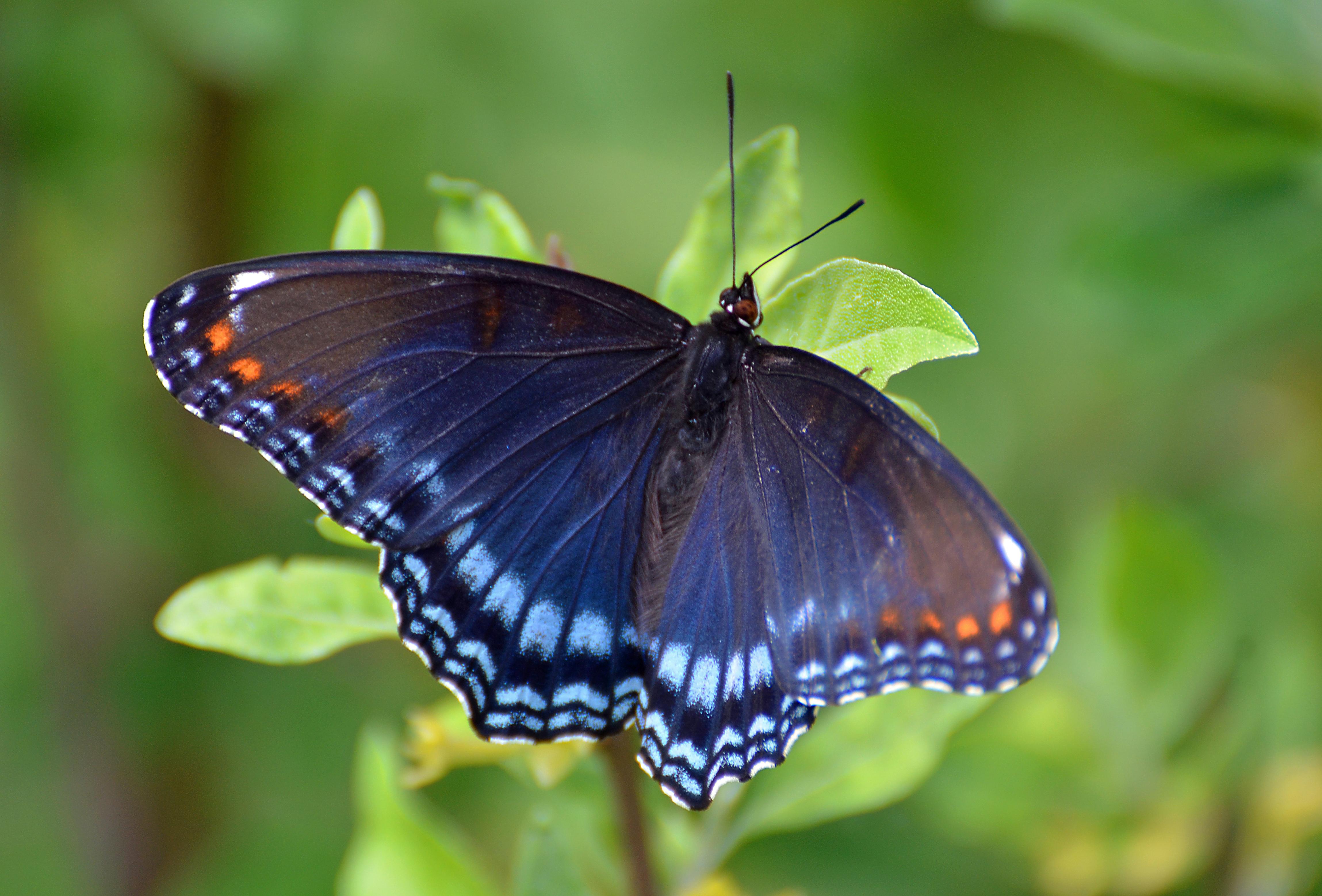 Red-spotted Purple
