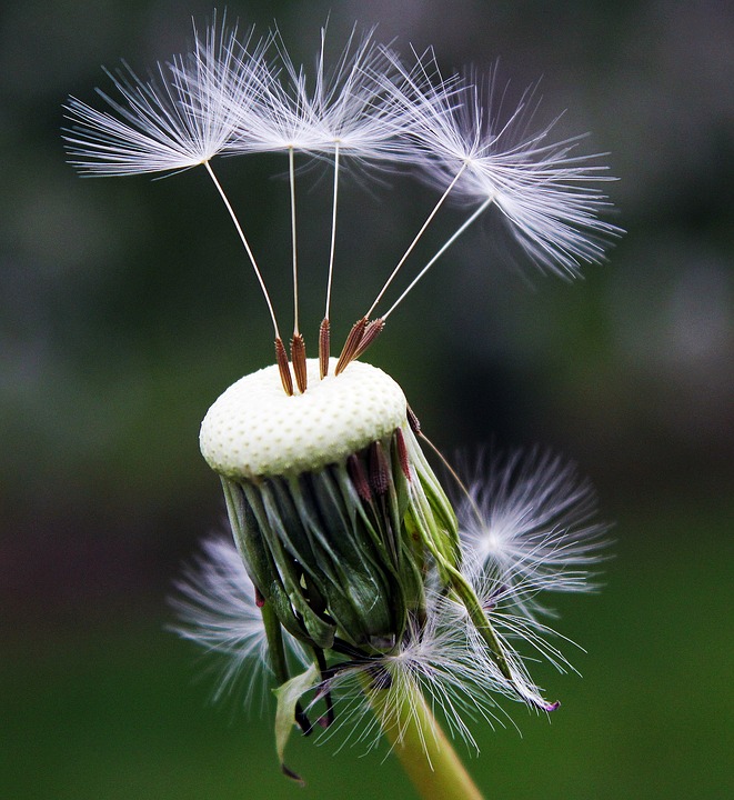 dandelion-1392492_960_720