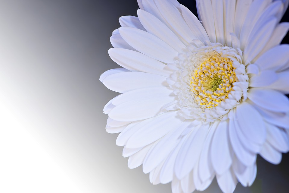 gerbera-1346587_960_720
