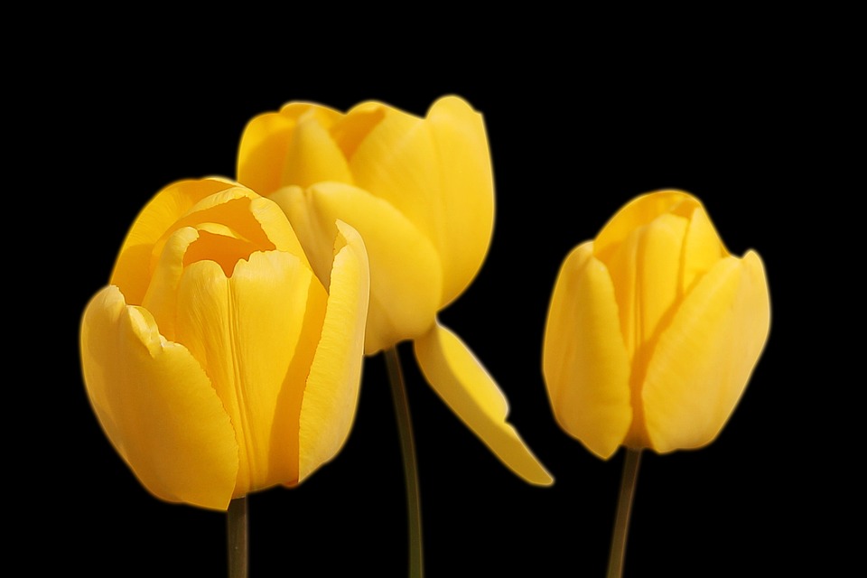 tulips-1364024_960_720