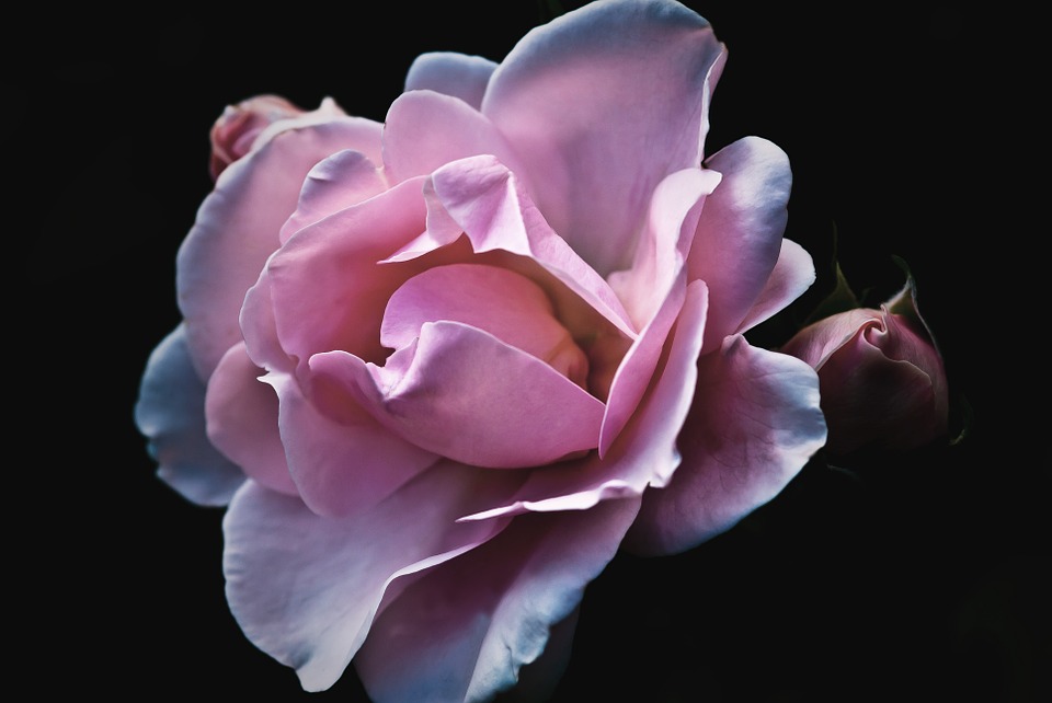 roses-56702_960_720