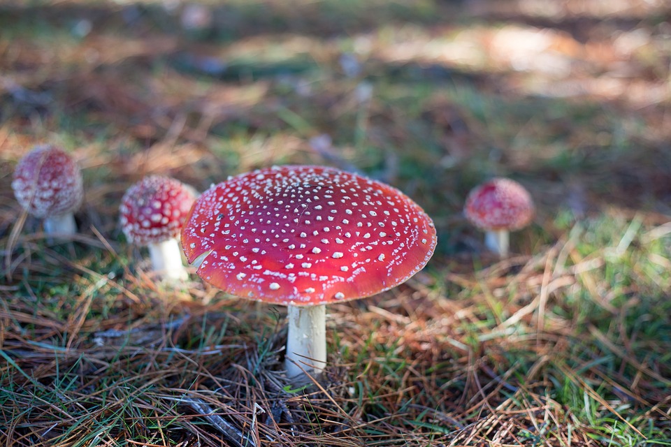 toadstool-1566220_960_720