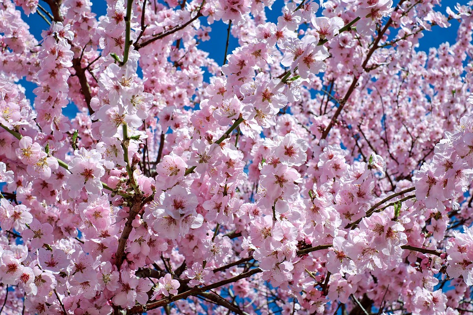 japanese-cherry-trees-2168858_960_720