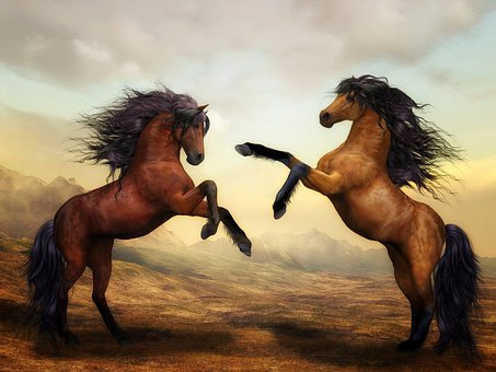 horses-2904536__340