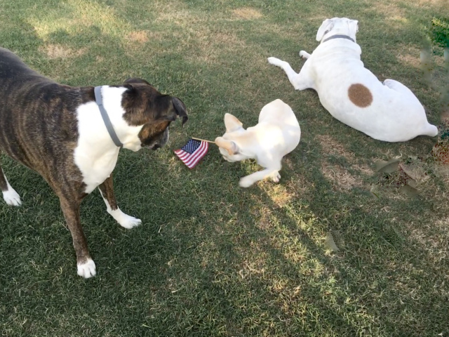 Twiggy, Lucy, and Bailey