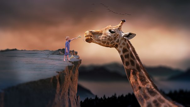 boy feeding giraffe
