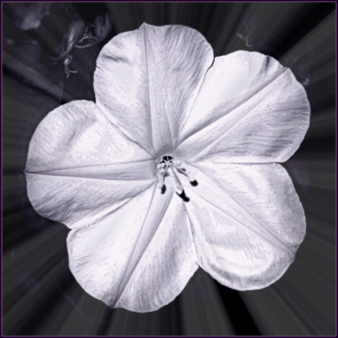 moon_flower-Haiku_Friday-Poetry-Vashti Quiroz Vega-tanka-romance-poem-Vashti Q-Twitter-RonovanWrites