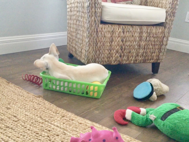 Twiggy's toy basket