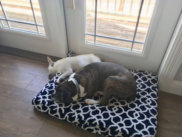 Bailey and Twiggy