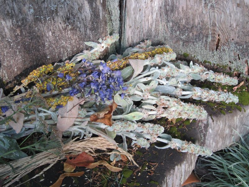 Cut-down bloom stalks of lambs' ears, mullein, delphinium, achillea, blue fescue on Pond Bench. Dead flowers.