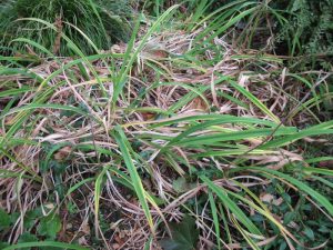 Daylily "Kwanso" showing lots of wilted leaves
