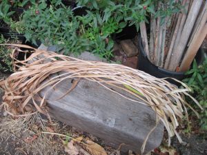 Wilted daylily leaves useful as ties