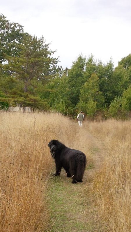 Nelly the Newfoundland in Uplands Park
