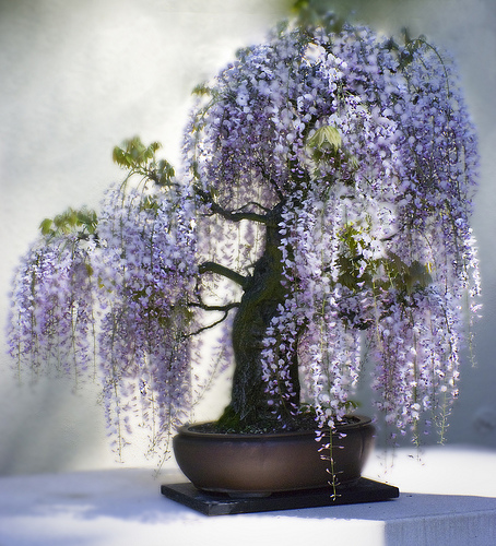 bonsai (6)