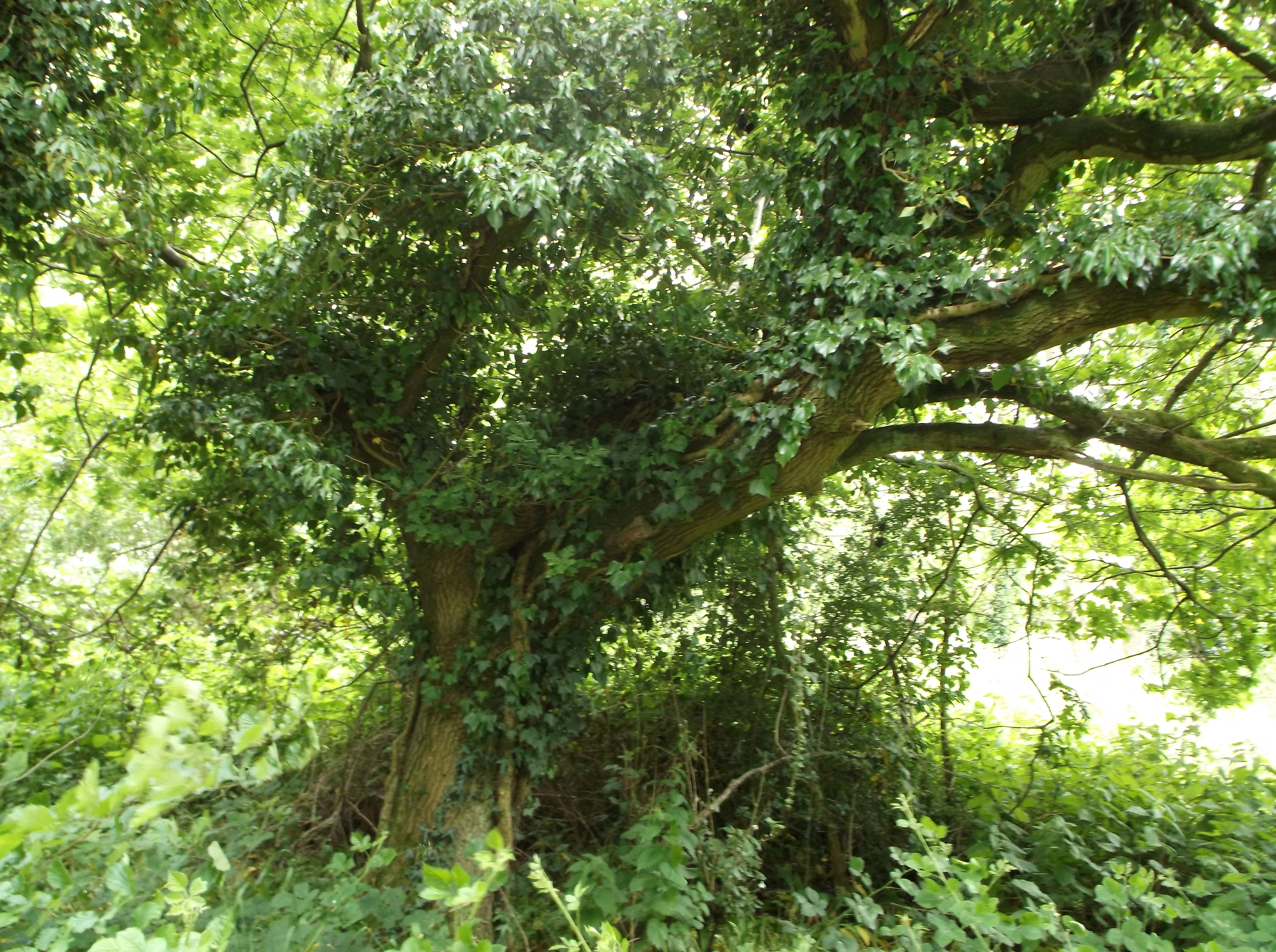 DSCF0617.JPG