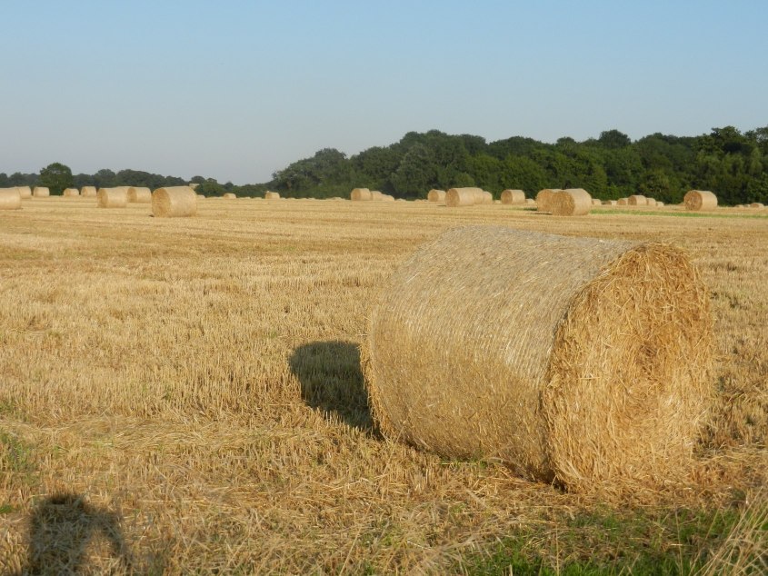 Hay.jpg