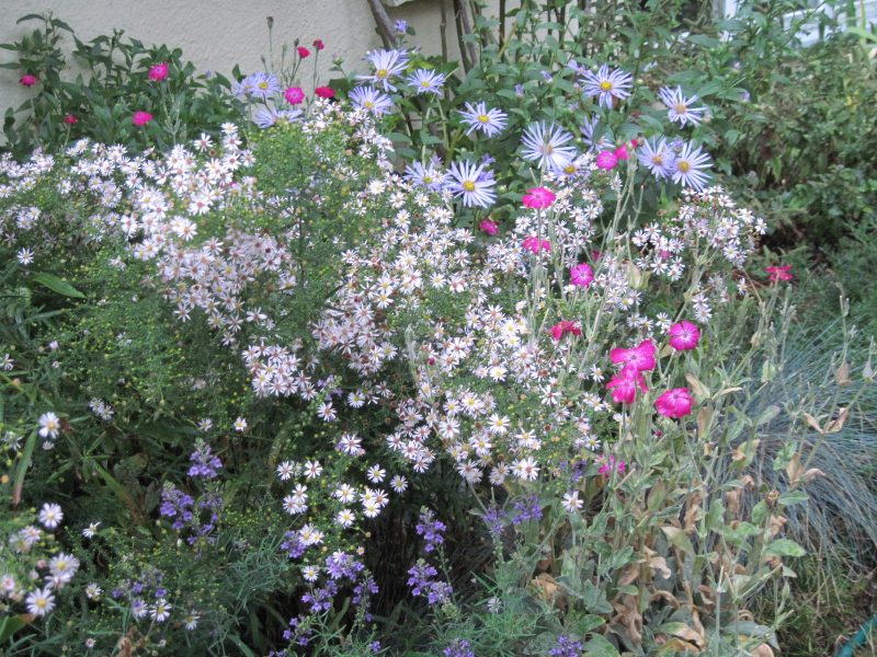 Asters "Pink Cloud" and "Monch" with last few Rose Campion and Linaria flowers