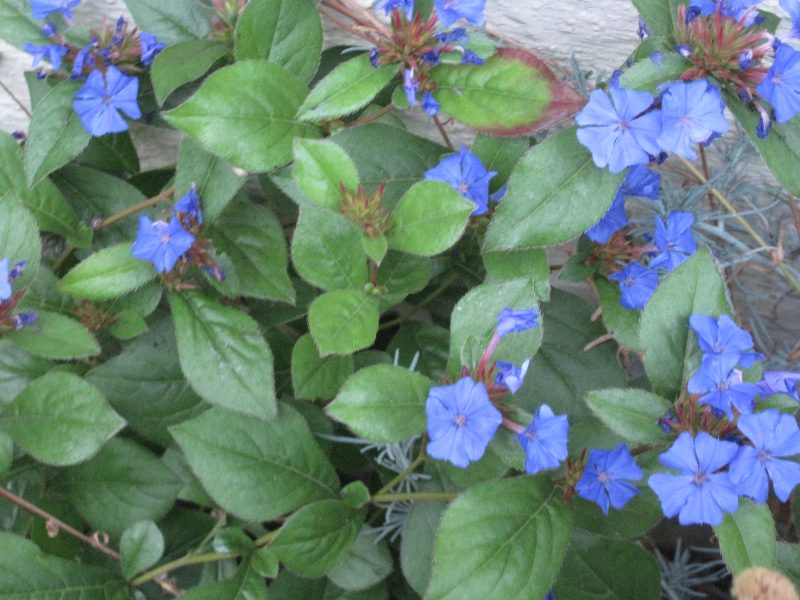 Ceratostigma plumbaginoides, blue leadword, plumbago