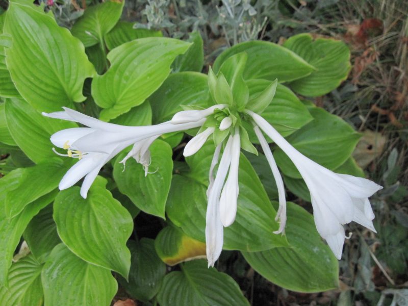 Hosta plantaginea flowers and foliage