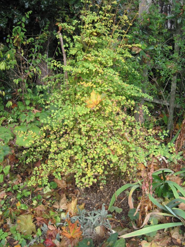 Thalictrum foliage turning yellow