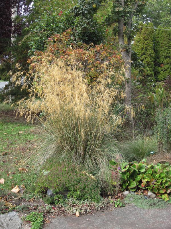 Stipa gigantea in fall
