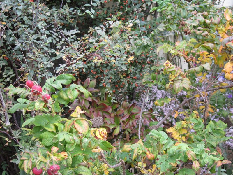 Rosa rugosa foliage and hips with cotoneaster foliage and aster "Pink Cloud" in background