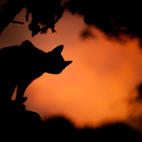 Cat silhouette Tree_saso-tusar-130051