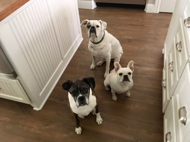 Lucy, Bailey, Twiggy