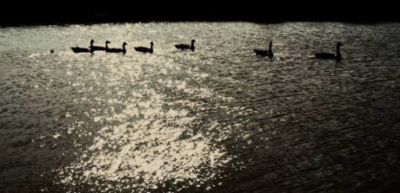 Shadows, by Nick Verron