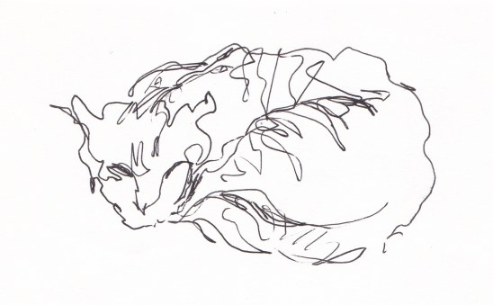 feline 1