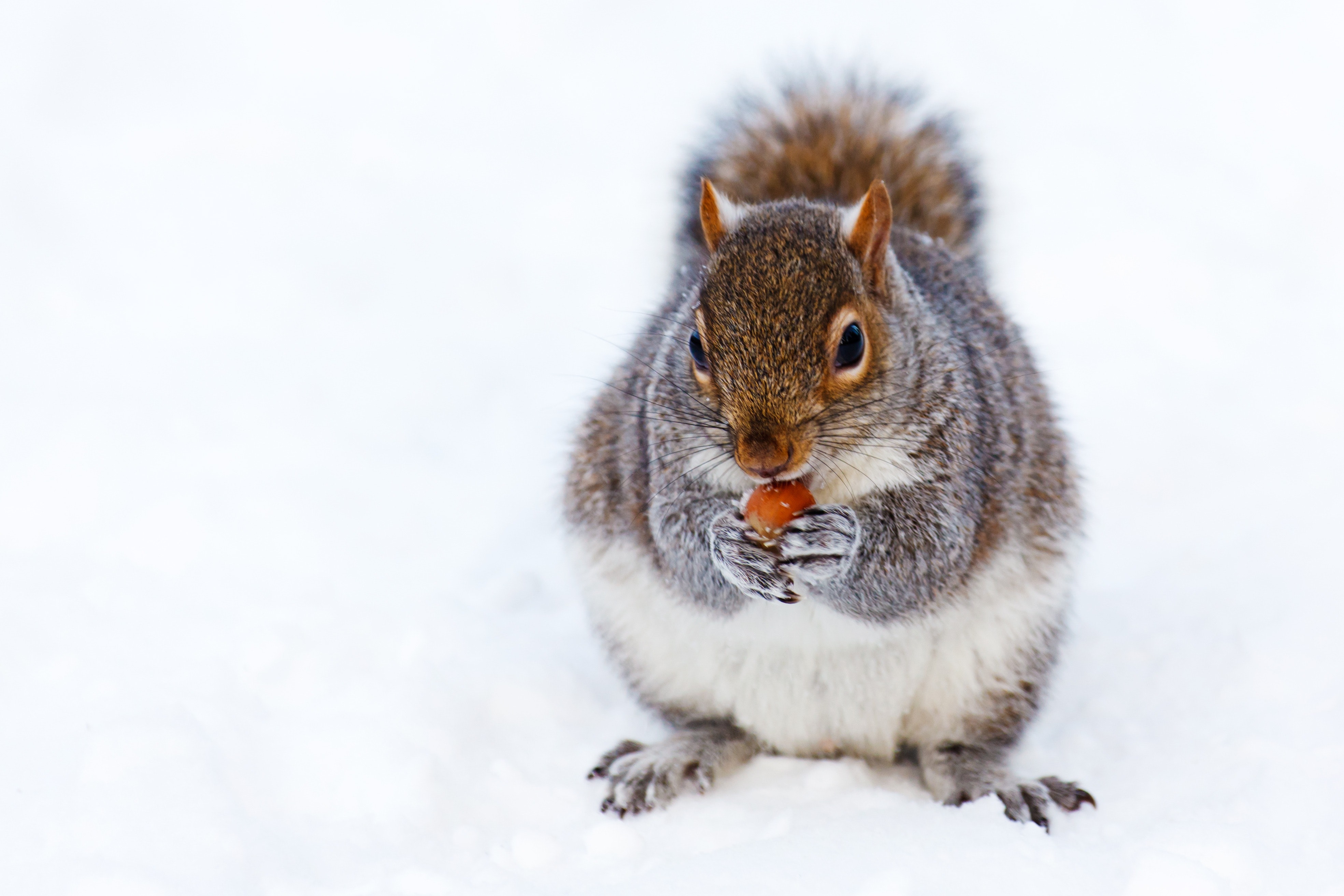 winter squirrel