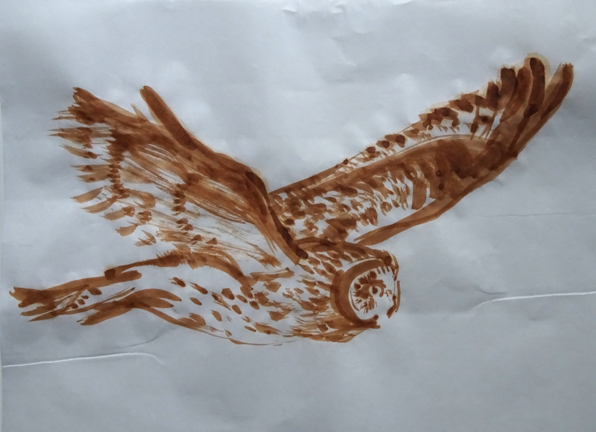 flying owl photo s