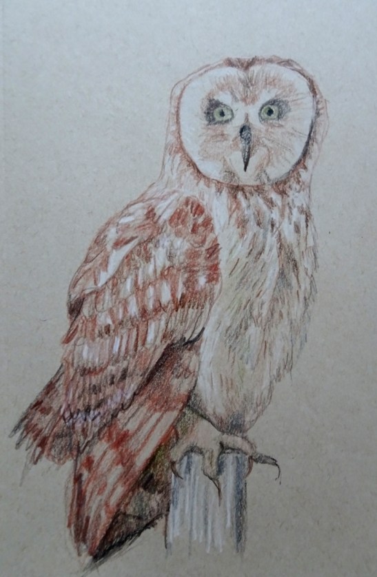 owl color photo s