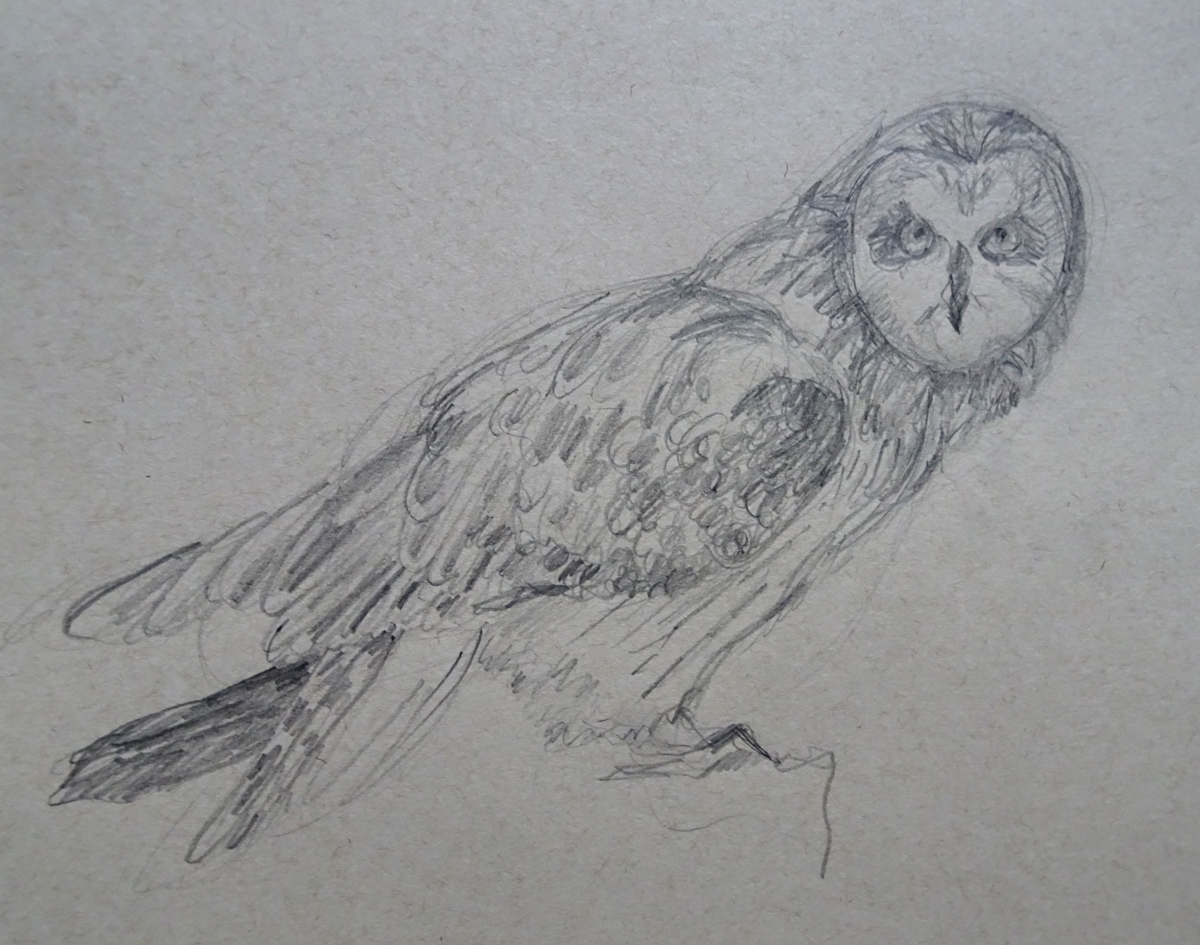 pencil owl photo s