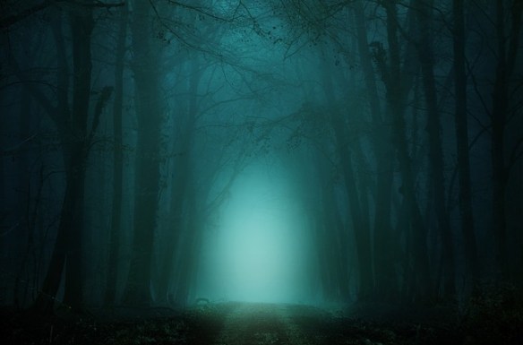 dark, foggy forest with path through center