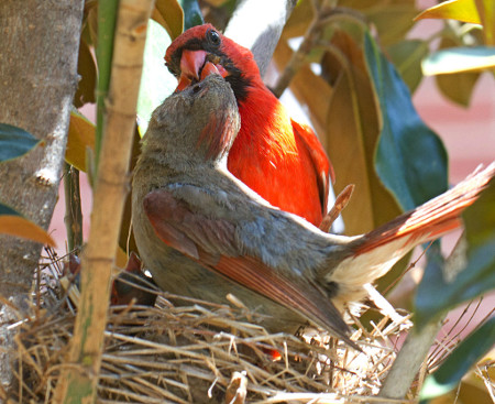 cheerful call brings mate.jpg