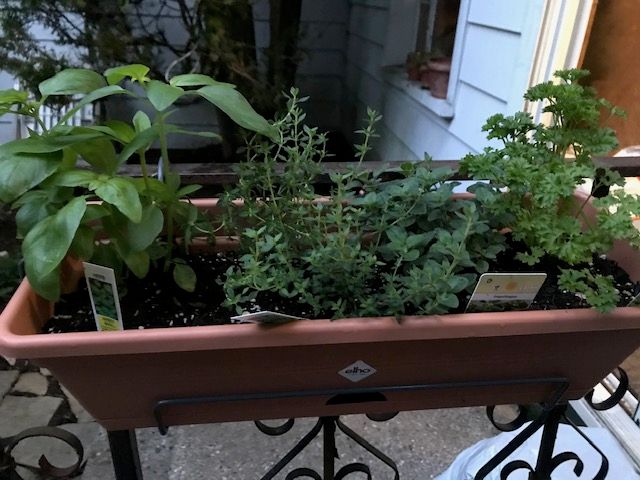 herb garden